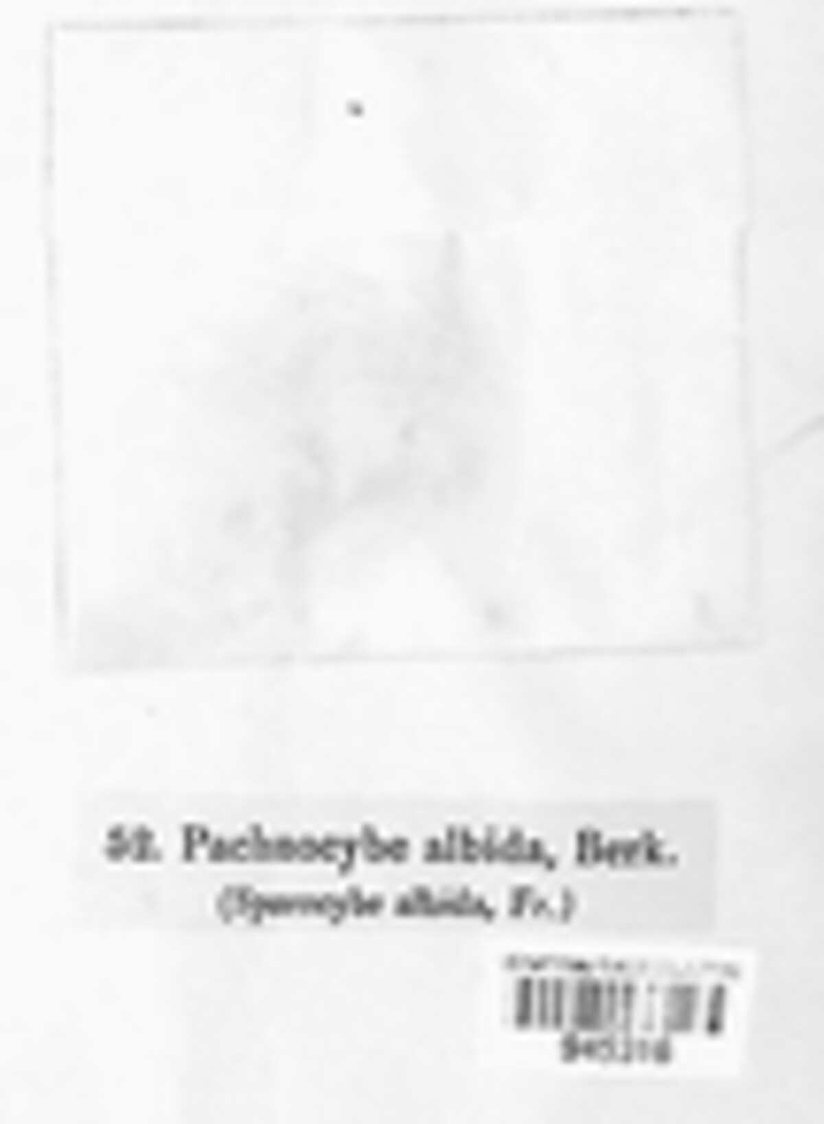 Pachnocybaceae image